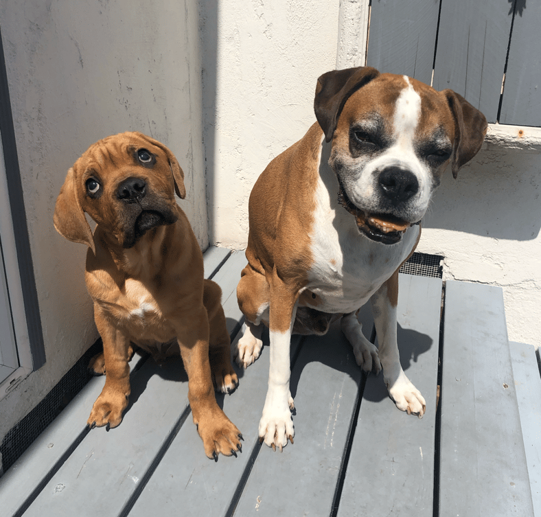 Kobe and Flip